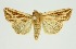  (Anapoma albivenata - RMNH.INS.1297632)  @11 [ ] CreativeCommons Attribution Non-Commercial Share-Alike (2022) Unspecified Naturalis Biodiversity Center