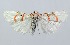  (Mudaria leprosa - RMNH.INS.1297641)  @11 [ ] CreativeCommons Attribution Non-Commercial Share-Alike (2022) Unspecified Naturalis Biodiversity Center