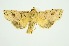  (Mythimna bicolorata - RMNH.INS.1297642)  @11 [ ] CreativeCommons Attribution Non-Commercial Share-Alike (2022) Unspecified Naturalis Biodiversity Center