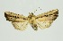 (Mythimna fasciata - RMNH.INS.1297644)  @11 [ ] CreativeCommons Attribution Non-Commercial Share-Alike (2022) Unspecified Naturalis Biodiversity Center