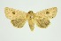  (Mythimna godavariensis - RMNH.INS.1297646)  @11 [ ] CreativeCommons Attribution Non-Commercial Share-Alike (2022) Unspecified Naturalis Biodiversity Center