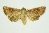  (Mythimna hackeri - RMNH.INS.1297647)  @11 [ ] CreativeCommons Attribution Non-Commercial Share-Alike (2022) Unspecified Naturalis Biodiversity Center