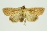  (Mythimna lucida - RMNH.INS.1297648)  @11 [ ] CreativeCommons Attribution Non-Commercial Share-Alike (2022) Unspecified Naturalis Biodiversity Center