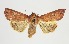  (Mythimna pallidicosta - RMNH.INS.1297650)  @11 [ ] CreativeCommons Attribution Non-Commercial Share-Alike (2022) Unspecified Naturalis Biodiversity Center