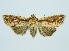  (Mythimna similissima - RMNH.INS.1297652)  @11 [ ] CreativeCommons Attribution Non-Commercial Share-Alike (2022) Unspecified Naturalis Biodiversity Center