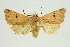  (Orthosia nepalensis - RMNH.INS.1297655)  @11 [ ] CreativeCommons Attribution Non-Commercial Share-Alike (2022) Unspecified Naturalis Biodiversity Center
