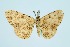  ( - RMNH.INS.1297661)  @11 [ ] CreativeCommons Attribution Non-Commercial Share-Alike (2022) Unspecified Naturalis Biodiversity Center