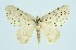  (Naxidia irrorata - RMNH.INS.1297691)  @11 [ ] CreativeCommons Attribution Non-Commercial Share-Alike (2022) Unspecified Naturalis Biodiversity Center