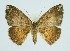  ( - RMNH.INS.1297711)  @11 [ ] CreativeCommons Attribution Non-Commercial Share-Alike (2022) Unspecified Naturalis Biodiversity Center