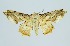  (Gonodontis clelia - RMNH.INS.1297717)  @11 [ ] CreativeCommons Attribution Non-Commercial Share-Alike (2022) Unspecified Naturalis Biodiversity Center