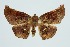  ( - RMNH.INS.1297721)  @11 [ ] CreativeCommons Attribution Non-Commercial Share-Alike (2022) Unspecified Naturalis Biodiversity Center