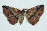  (Eurogramma - RMNH.INS.1297729)  @11 [ ] CreativeCommons Attribution Non-Commercial Share-Alike (2022) Unspecified Naturalis Biodiversity Center