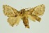  (Aphendala cana - RMNH.INS.1297738)  @11 [ ] CreativeCommons Attribution Non-Commercial Share-Alike (2022) Unspecified Naturalis Biodiversity Center