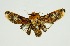  (Cheromettia apicata - RMNH.INS.1297749)  @11 [ ] CreativeCommons Attribution Non-Commercial Share-Alike (2022) Unspecified Naturalis Biodiversity Center