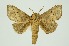  (Thosea magna - RMNH.INS.1297775)  @11 [ ] CreativeCommons Attribution Non-Commercial Share-Alike (2022) Unspecified Naturalis Biodiversity Center