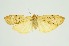  (Dolgoma reticulata - RMNH.INS.1297794)  @11 [ ] CreativeCommons Attribution Non-Commercial Share-Alike (2022) Unspecified Naturalis Biodiversity Center