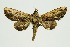  (Anuga lunulata - RMNH.INS.1297841)  @11 [ ] CreativeCommons Attribution Non-Commercial Share-Alike (2022) Unspecified Naturalis Biodiversity Center