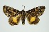  (Blenina accipiens - RMNH.INS.1297858)  @11 [ ] CreativeCommons Attribution Non-Commercial Share-Alike (2022) Unspecified Naturalis Biodiversity Center