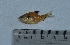  (Hyphessobrycon eques - LBPV_1481_12704)  @14 [ ] Unspecified (default): All Rights Reserved  Unspecified Unspecified