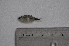  (Hyphessobrycon elachys - LBPV_7647_36448)  @13 [ ] Unspecified (default): All Rights Reserved  Unspecified Unspecified