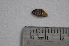  (Hyphessobrycon griemi - LBPV_7547_36090)  @11 [ ] Unspecified (default): All Rights Reserved  Unspecified Unspecified