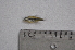  (Hyphessobrycon herbertaxelrodi - LBPV_8387_40453)  @13 [ ] Unspecified (default): All Rights Reserved  Unspecified Unspecified