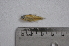  (Hyphessobrycon rutiliflavidus - LBPV_10238_47795)  @13 [ ] Unspecified (default): All Rights Reserved  Unspecified Unspecified