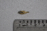  (Hyphessobrycon megalopterus - LBPV_10831_50023)  @13 [ ] Unspecified (default): All Rights Reserved  Unspecified Unspecified