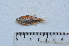  (Hyphessobrycon sp - LBPV_8516_41795)  @13 [ ] Unspecified (default): All Rights Reserved  Unspecified Unspecified