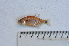  (Hyphessobrycon sp. 1 - LBPV_1047_9119)  @13 [ ] Unspecified (default): All Rights Reserved  Unspecified Unspecified