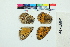  ( - RVcoll11E555)  @11 [ ] Copyright (2020) Roger Vila Institut de Biologia Evolutiva (CSIC-UPF)