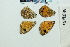  ( - RVcoll12O345)  @11 [ ] Copyright (2020) Roger Vila Institut de Biologia Evolutiva (CSIC-UPF)