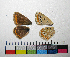  ( - 13-T668)  @12 [ ] Institut de Biologia Evolutiva (2014) Roger Vila Oxford Brookes University