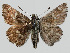  ( - 14-V319)  @13 [ ] Institut de Biologia Evolutiva (2014) Roger Vila Oxford Brookes University