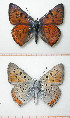  ( - 15-C805)  @13 [ ] No Rights Reserved (2015) Unspecified Unità di Ricerca per la Selvicoltura in Ambiente Mediterraneo