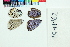  ( - RVcoll15H162)  @12 [ ] Copyright (2020) Roger Vila Institut de Biologia Evolutiva (CSIC-UPF)
