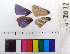  ( - 15-K529)  @12 [ ] Institut de Biologia Evolutiva (2014) Roger Vila Oxford Brookes University