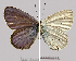  ( - 15-M987)  @12 [ ] Institut de Biologia Evolutiva (2014) Roger Vila Oxford Brookes University