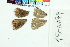  ( - RVcoll15N079)  @12 [ ] Copyright (2020) Roger Vila Institut de Biologia Evolutiva (CSIC-UPF)