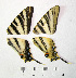  ( - 15-N093)  @12 [ ] Institut de Biologia Evolutiva (2014) Roger Vila Oxford Brookes University