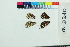  ( - RVcoll16D210)  @12 [ ] Copyright (2020) Roger Vila Institut de Biologia Evolutiva (CSIC-UPF)