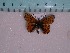  (Boloria graeca - LD-3493)  @13 [ ] Institut de Biologia Evolutiva (2014) Roger Vila Oxford Brookes University
