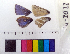  ( - RVcoll.14-I022)  @12 [ ] Laboratory of Zoology (2015) Luca P. Casacci University of Turin