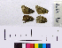  ( - RVcoll.14-D978)  @11 [ ] Laboratory of Zoology (2015) Luca P. Casacci University of Turin