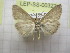  (Evergestis subfuscalis - LEP-SS-00322)  @14 [ ] No Rights Reserved (2016) Unspecified Unità di Ricerca per la Selvicoltura in Ambiente Mediterraneo