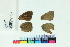  ( - RVcoll14W359)  @12 [ ] Copyright (2020) Roger Vila Institut de Biologia Evolutiva (CSIC-UPF)