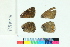  ( - RVcoll14W362)  @12 [ ] Copyright (2020) Roger Vila Institut de Biologia Evolutiva (CSIC-UPF)