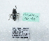  (Andrena mucronata - RVcoll21A373)  @11 [ ] CreativeCommons - Attribution by Leonardo Dapporto (2021) Unspecified Dipartimento di Biologia, Università degli Studi di Firenze