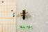  ( - pnac190)  @11 [ ] CreativeCommons - Attribution by Marco Bonifacino (2023) Unspecified Dipartimento di Biologia, Università degli Studi di Firenze