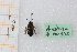  (Andrena miegiella - pnmu135)  @11 [ ] CreativeCommons - Attribution by Marco Bonifacino (2022) Unspecified Dipartimento di Biologia, Università degli Studi di Firenze